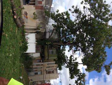 Tree Service South Jersey
