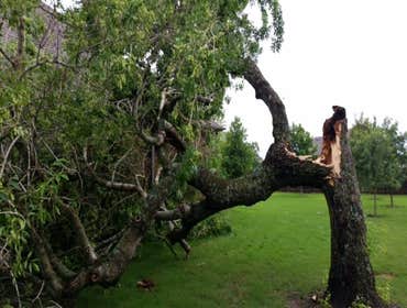Photos from South Texas Tree of Life Tree S.Tx Tree of Life Tree Service