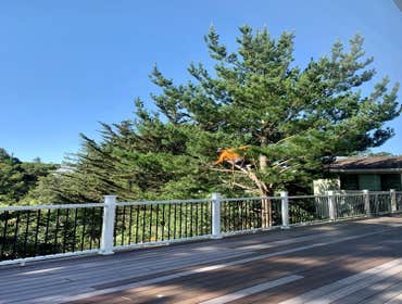 Photos by Encinal Tree Service Inc #15