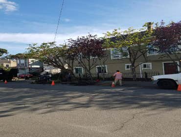Photos by Moreno Tree Service #1