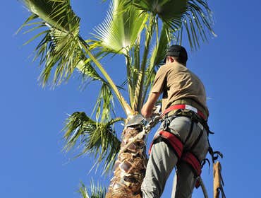 R & J Landscaping San Jose Landscaping, Residential Landscaping, Commercial Landscaping, Landscape Design, Landscape Consulting, Tree Services, Plant 