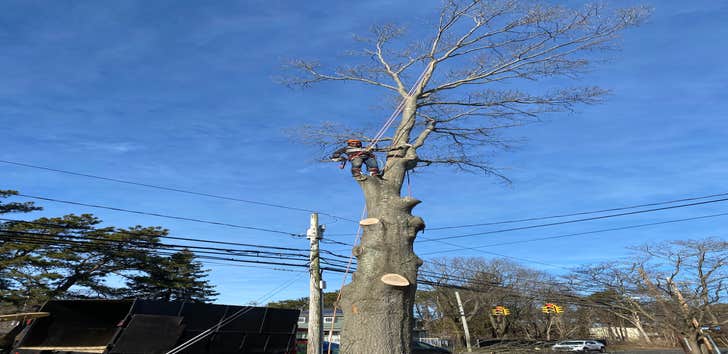 Tree Tops Tree Service Inc