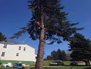 Photos from Tree-Scapes