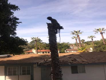 Photos by Tzuban Tree Services #1