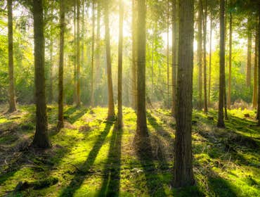 Photos by Crown Tree Service Longview #1