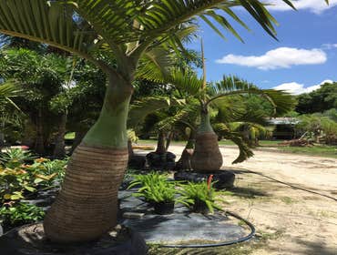 Photos by B&c Fruit Trees & Landscape LLC #1