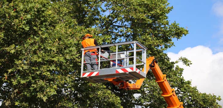Photos by Little River Tree Service #1