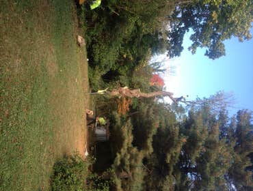 Tree Service South Jersey
