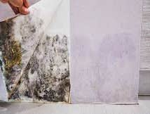 Photos by the Professional Touch #1 The Professional Touch provides expert mold remediation and mold removal services in Iowa Falls, IA. Our certified 