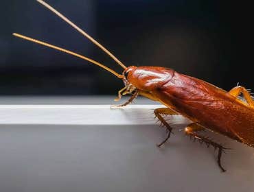 Photos by Ampro Pest Control #1