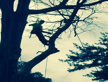 Tree Service South Jersey