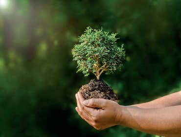 Photos by Upward Outdoor Tree Services #1