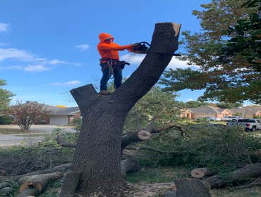 Photos by K-perez Tree Services #1
