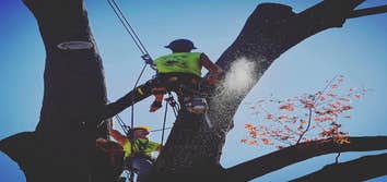 Green Leaf Tree Surgeons