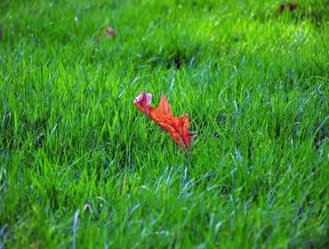 Photos from Total Green Landscaping