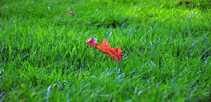 Photos from Total Green Landscaping