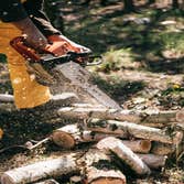 Peoria Tree Services