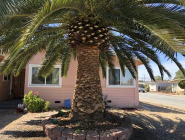 Photos by Encinal Tree Service Inc #7