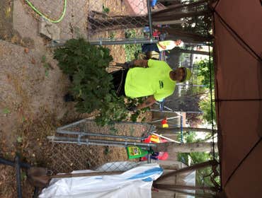 Tree Service South Jersey