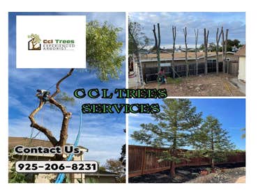 Photos by Ccl Trees Services #1