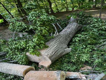 Flores Tree Services General & Landscaping