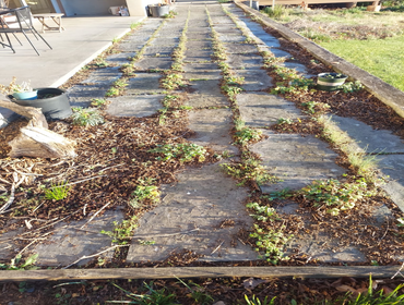 Photos by Patricia Multiservice and Landscaping #6