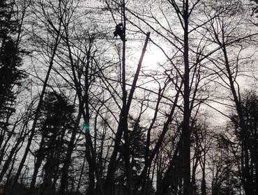 Photos by Elite Tree Care #1