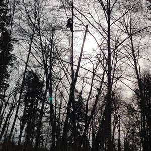 Photos by Elite Tree Care #1