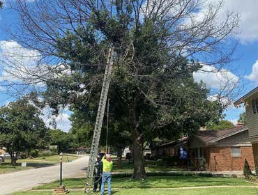 Photos by Carrollton Tree Service Company #1