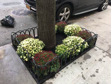 Photos by Nyc Tree Pit Services #1