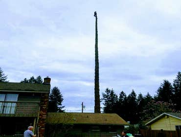 Photos from Lineage Tree Care