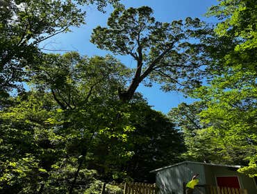 Flores Tree Services General & Landscaping