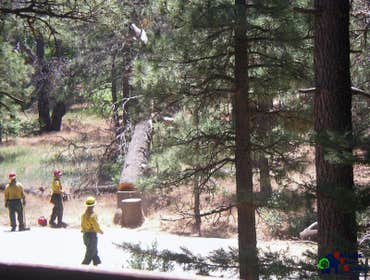 Photos by Estates Tree Service #1