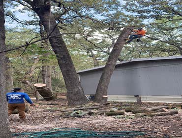 Photos by K-perez Tree Services #1