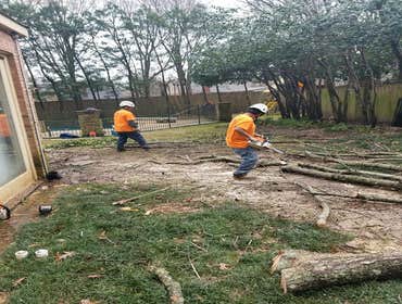 Photos by Upward Outdoor Tree Services #1