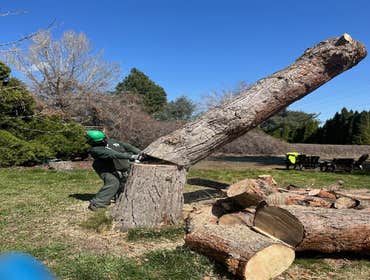 Photos by Artistic Treeworks #1
