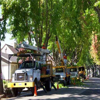 Photos by Lopez Tree Service LLC #1