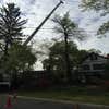 Jersey Tree Care LLC logo