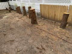 Photos by American Pride Tree Experts & Landscaping Inc #10