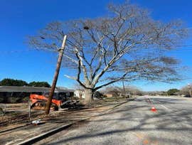 Photos by Dominguez Tree Service #3