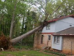 Photos by Elite Tree Care #1