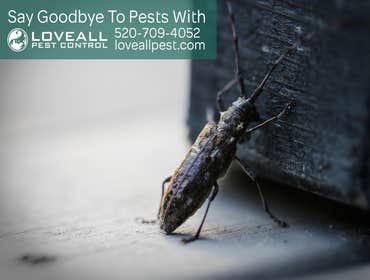 Termite-Pest Control Termite-Pest Control Service