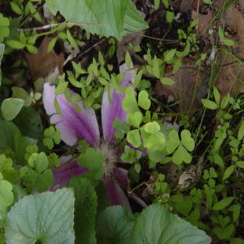 Project photos from Devine Escapes