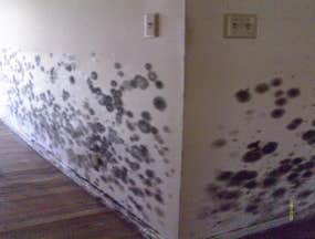 Heavy, fuzzy blackmold damage