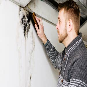 Photos by Frampton Place Mold Removal Experts #1
