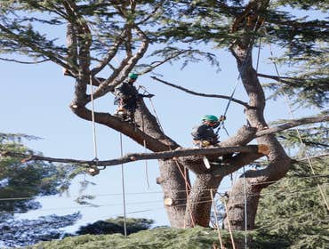Photos by California Green Tree Care #1