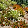 Sandi Fields Landscape Design logo