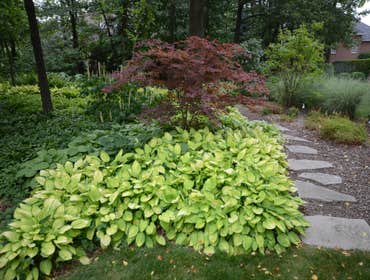 Woodland garden