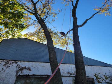 Photos by Hernandez Tree Services #13