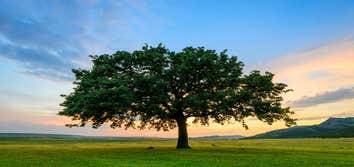 Bac Trees